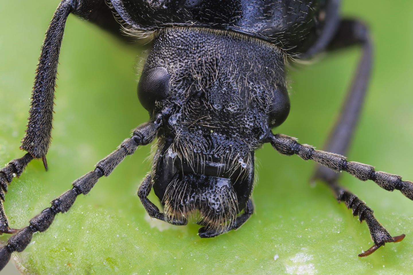 Tenebrionidae Alleculinae: Omophlus sp.